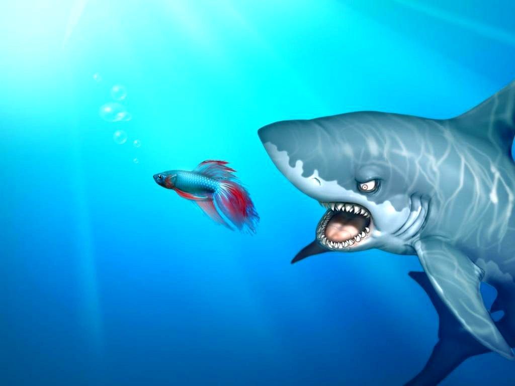 Sharks: Windows Shark Funny Sea Wild Cartoon Fish Picture Free