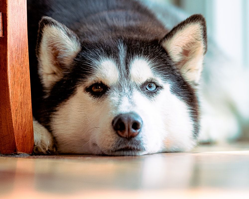 Cute Husky Picture. Download Free .com