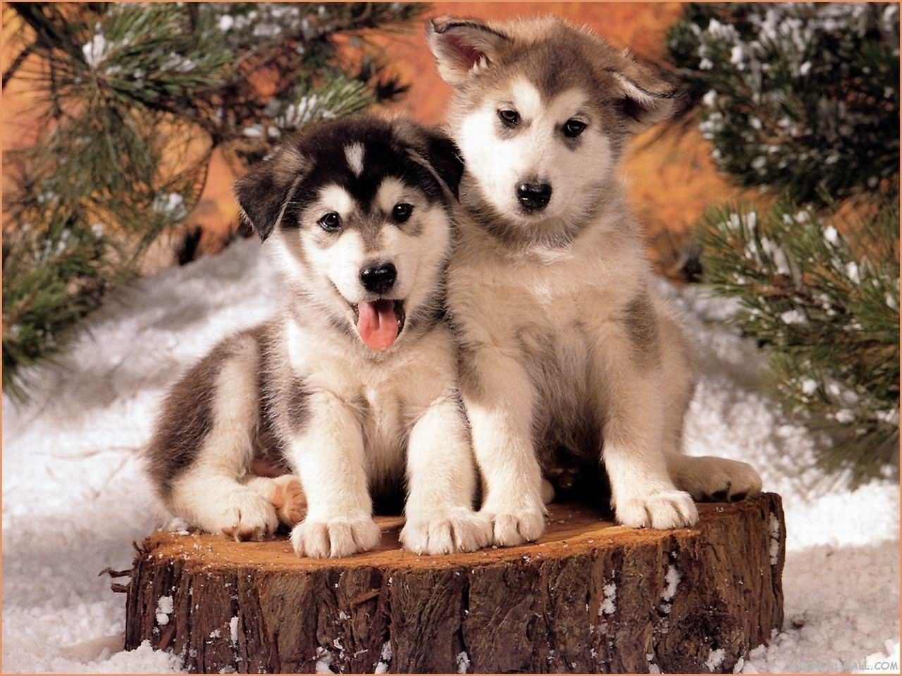 Cute Husky Puppies .wallpapertip.com