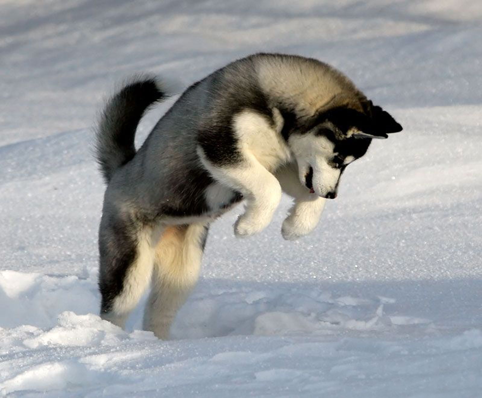 Husky Dogs Wallpaper