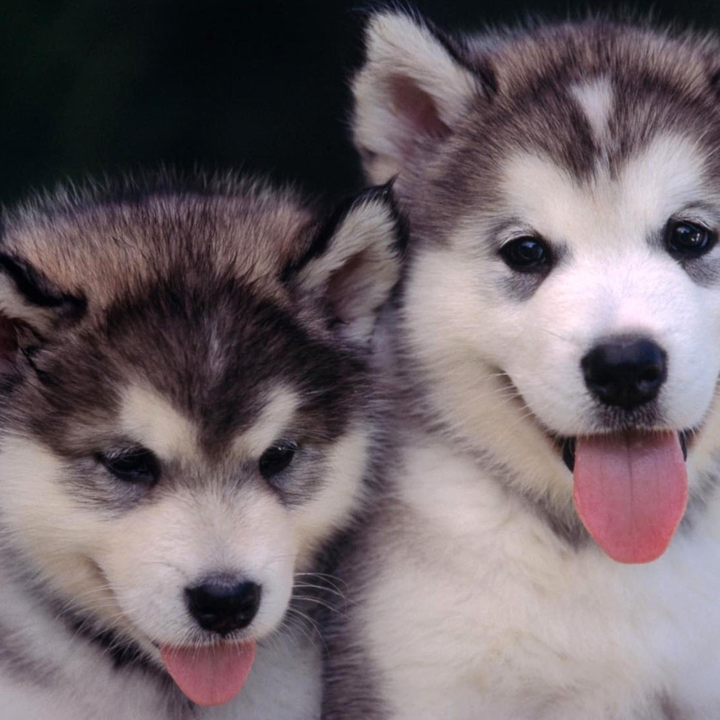 Cute husky puppies wallpaperuperiorwallpaper.com