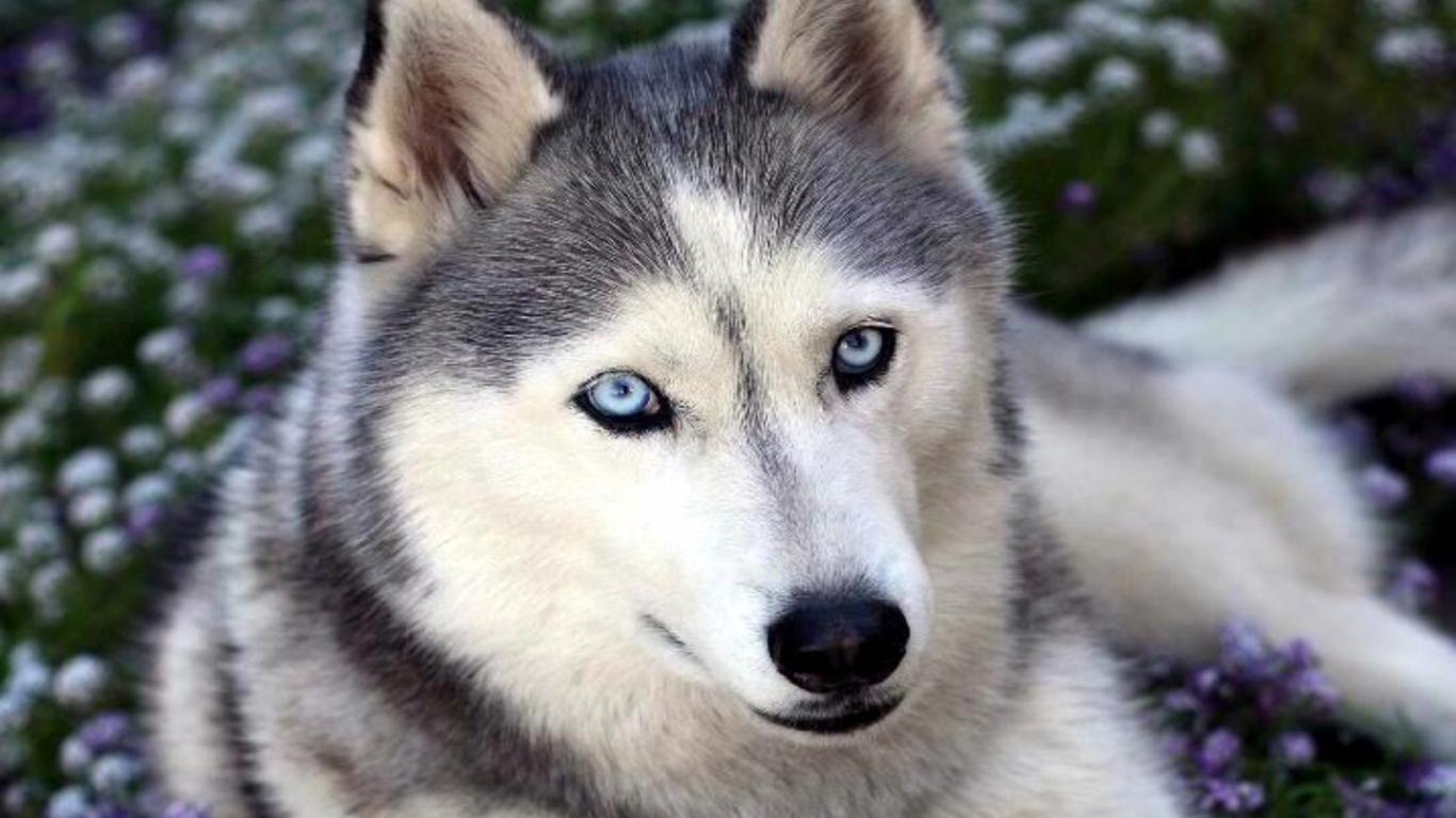 Free download Cute Siberian Husky .wallpaperafari.com
