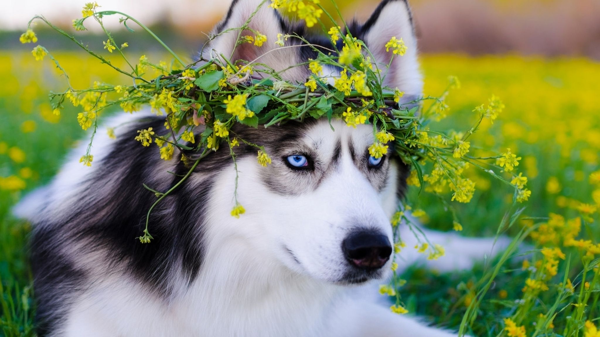 Siberian Husky Dog 2048x1152 Resolution .hdqwalls.com