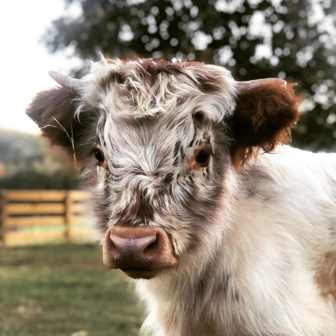 fluffy baby cow