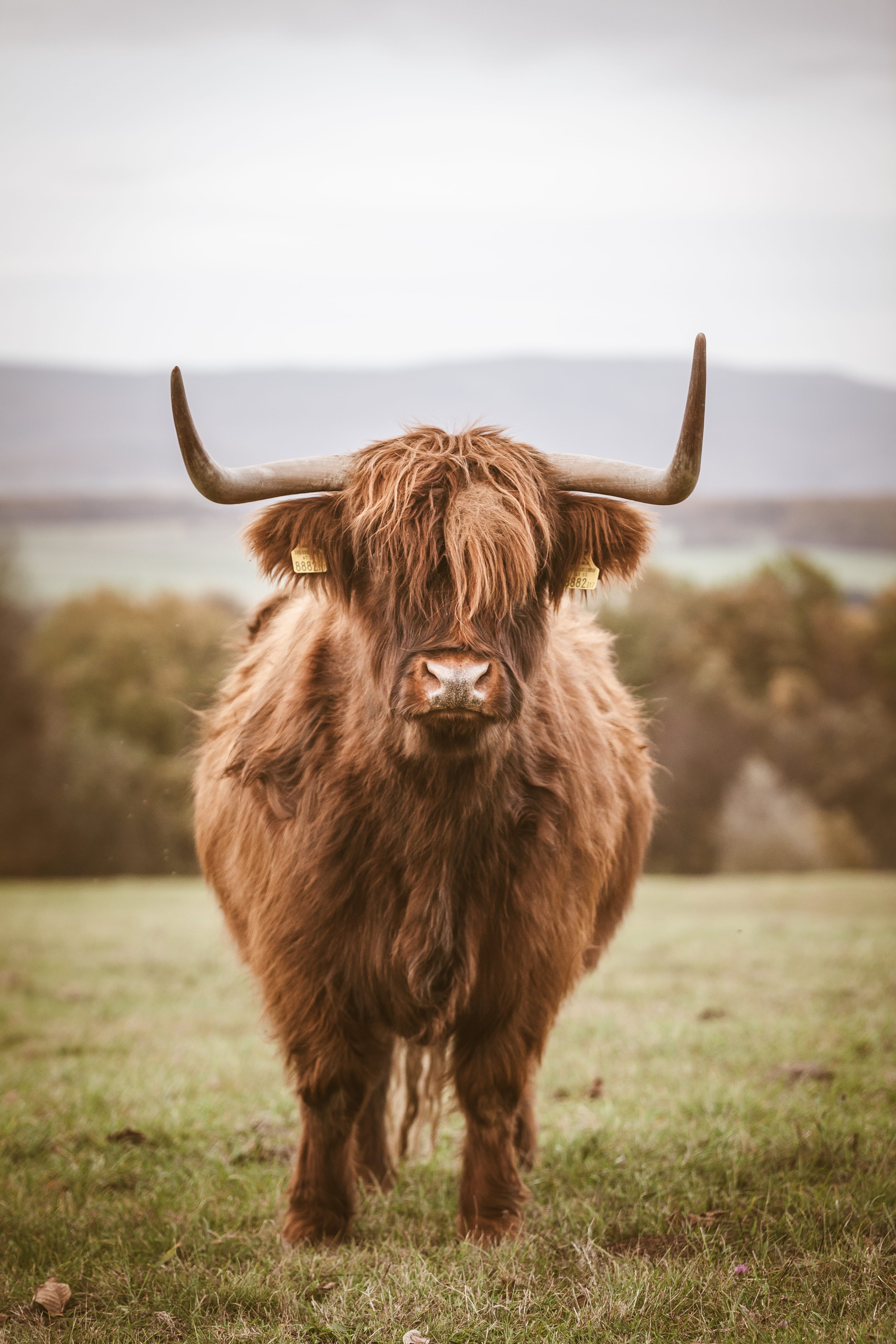 brown yak photo during daytime K #wallpaper #hdwallpaper #desktop. Fluffy cows, Cow wallpaper, Cute baby cow