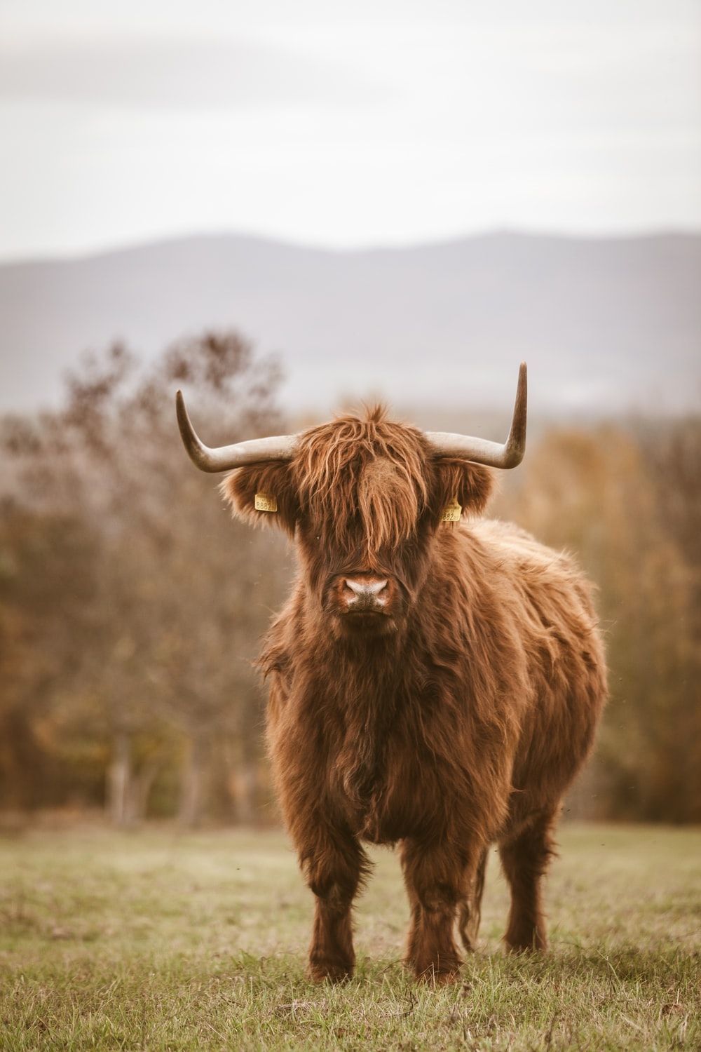 brown bull photo