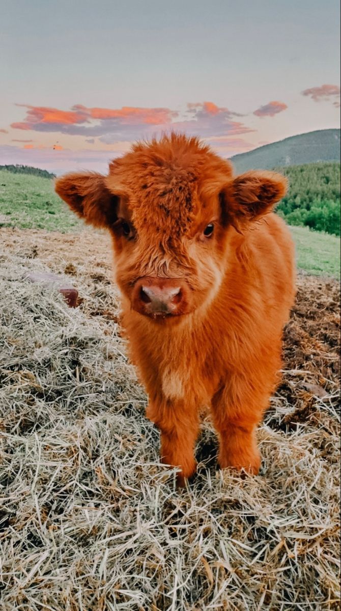 fluffy baby cow