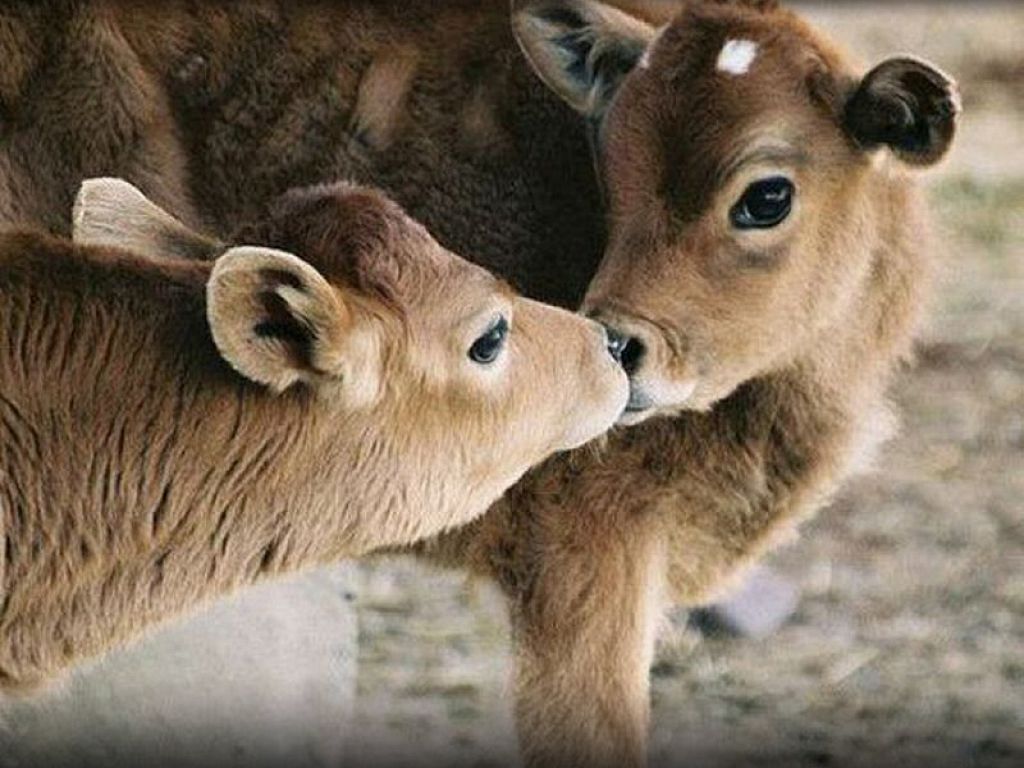 Cute Cows Kissing Android Hinh HD Wallpaper