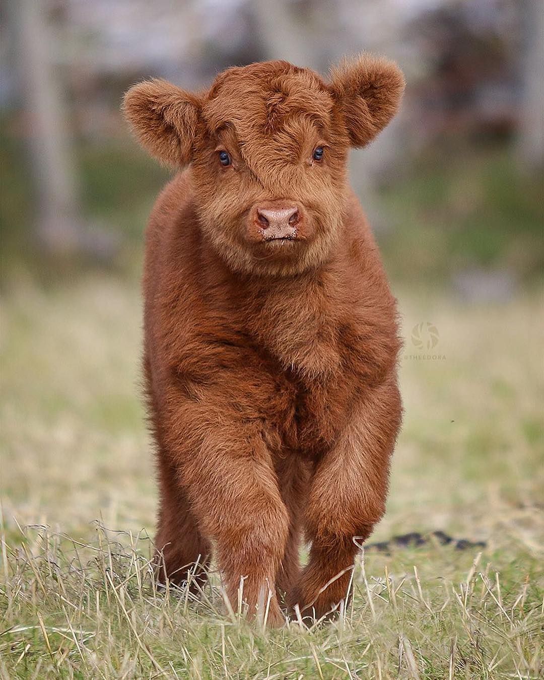 Close up with a Highland Cattle Calf .es