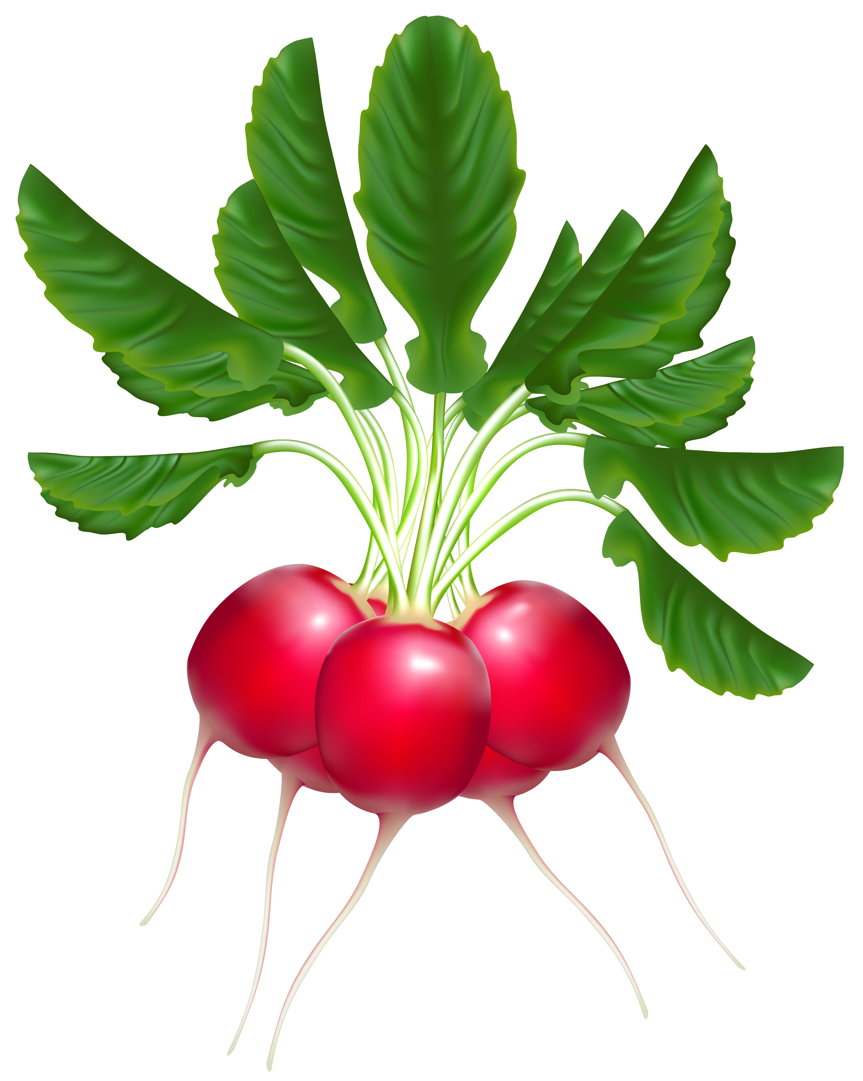 Radish Background .hipwallpaper.com