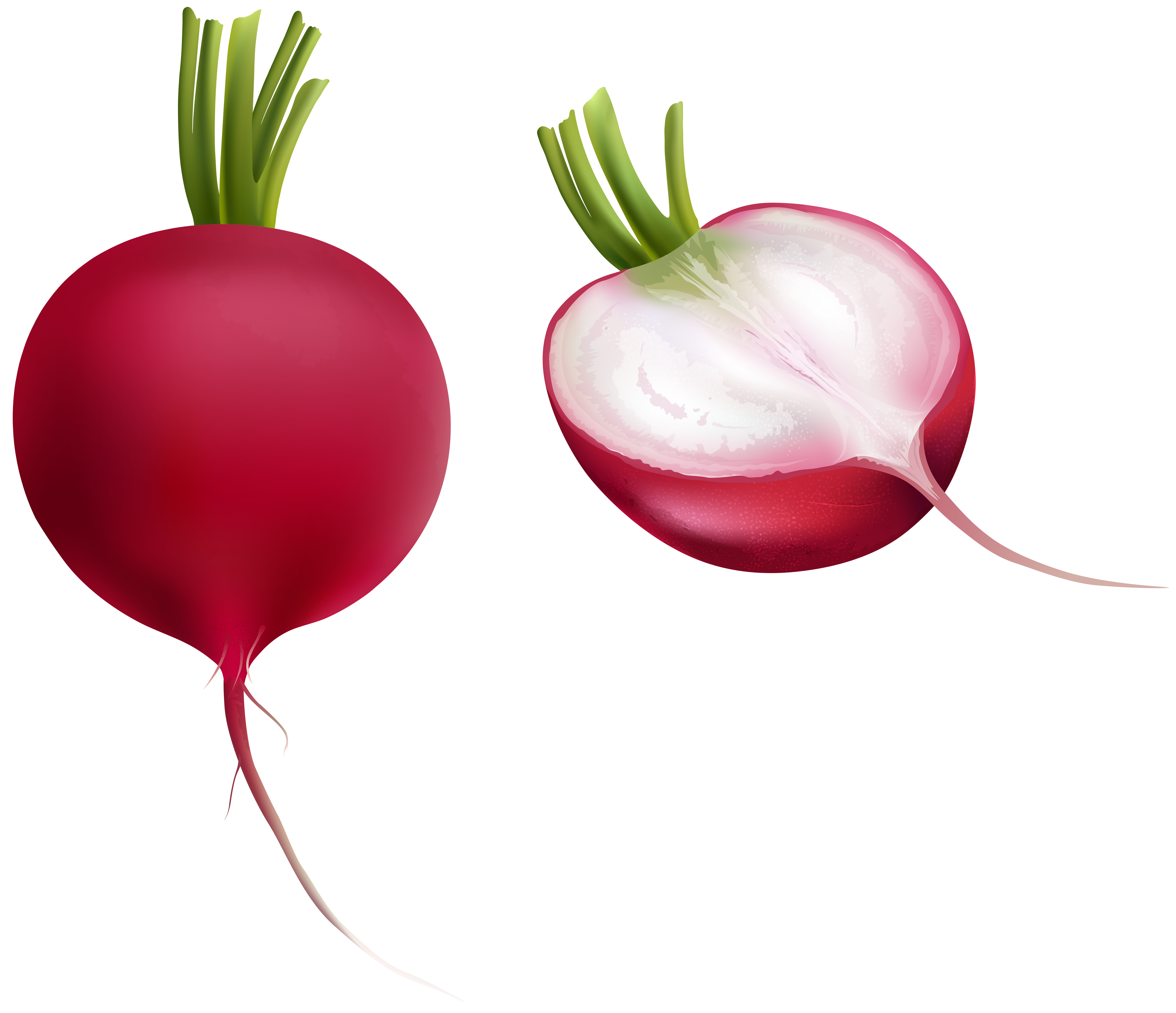 Radish PNG Clipartgallery.yopriceville.com