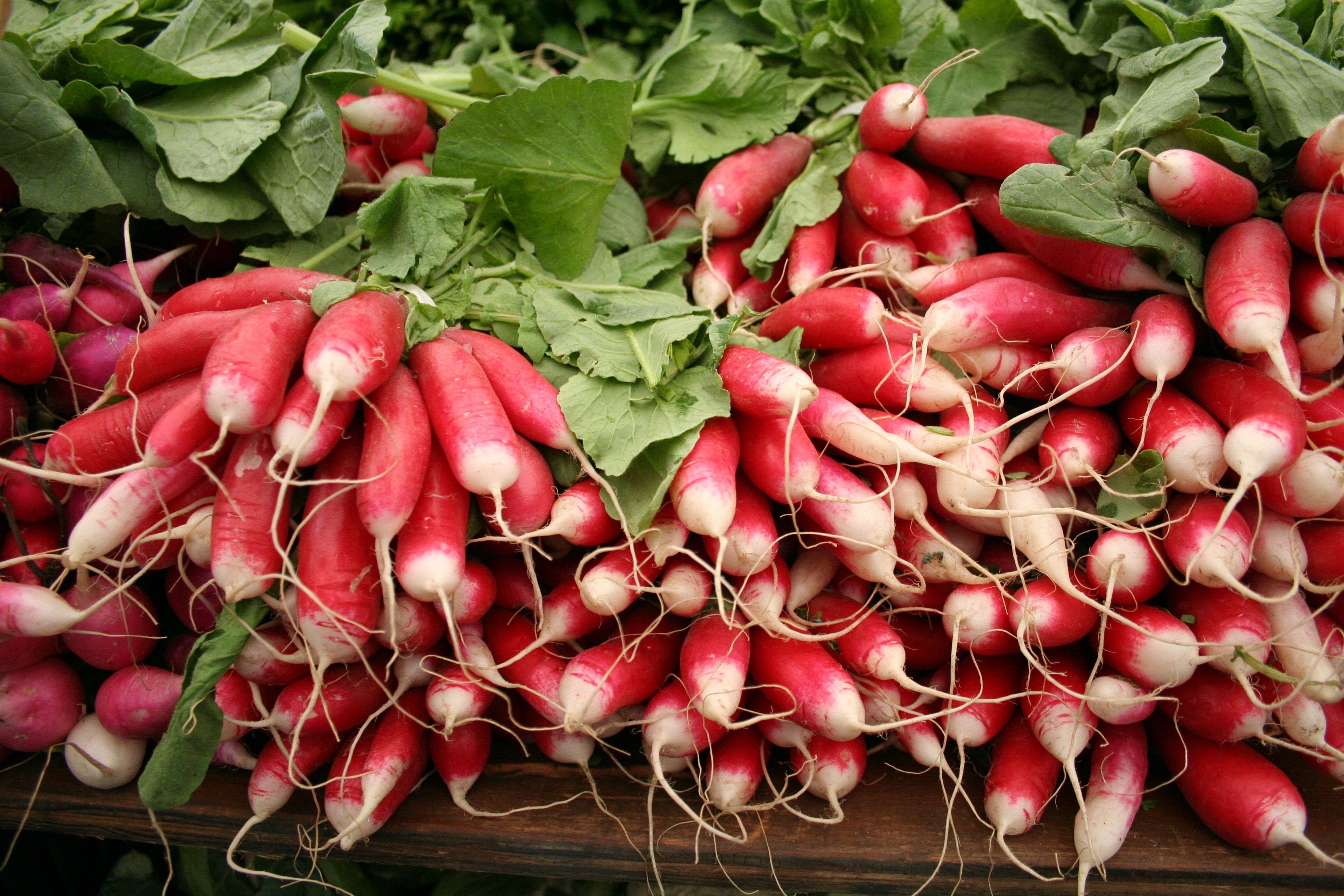 royalty free radish image