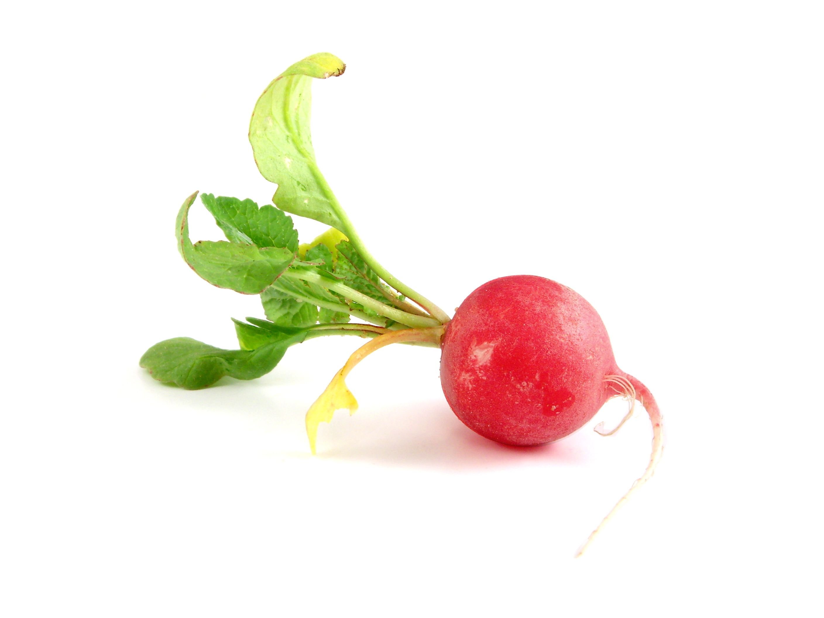 Radish Wallpapers - Wallpaper Cave