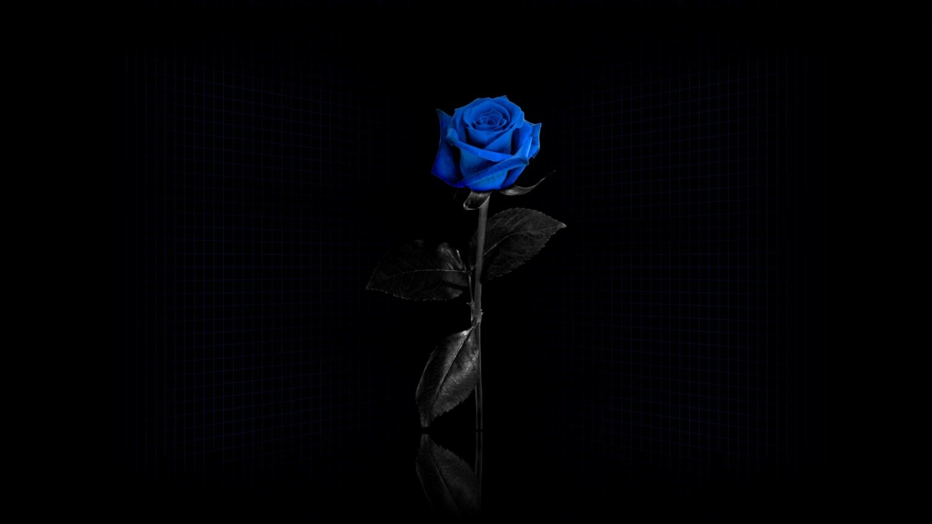 Blue Roses -themes.com
