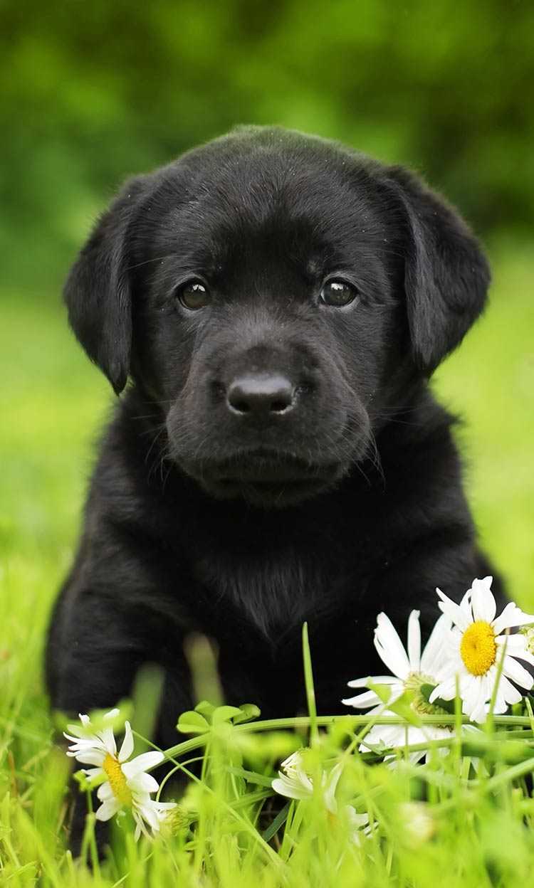 Black Puppy Wallpapers - Wallpaper Cave