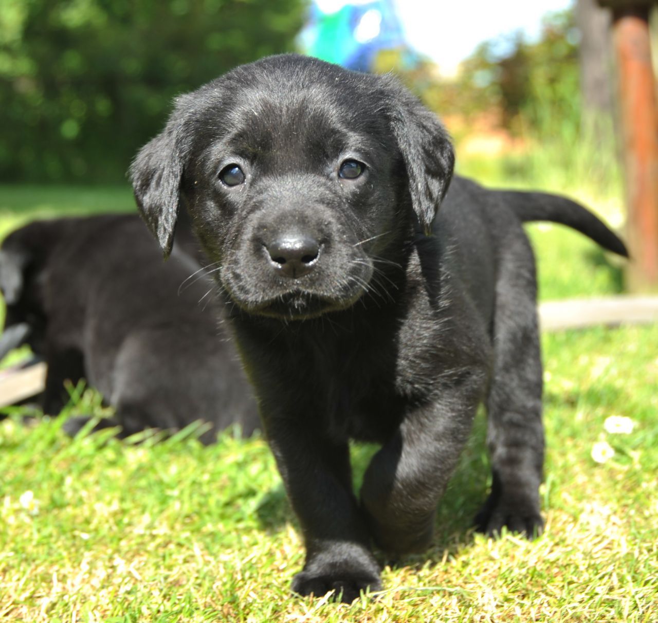 Download Black Labrador Retriever Puppy .wallpapertip.com