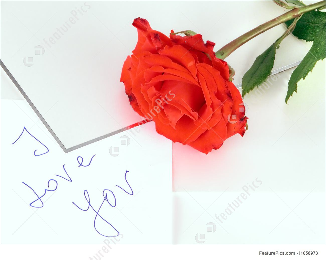 Rose Propose Wallpapers Wallpaper Cave