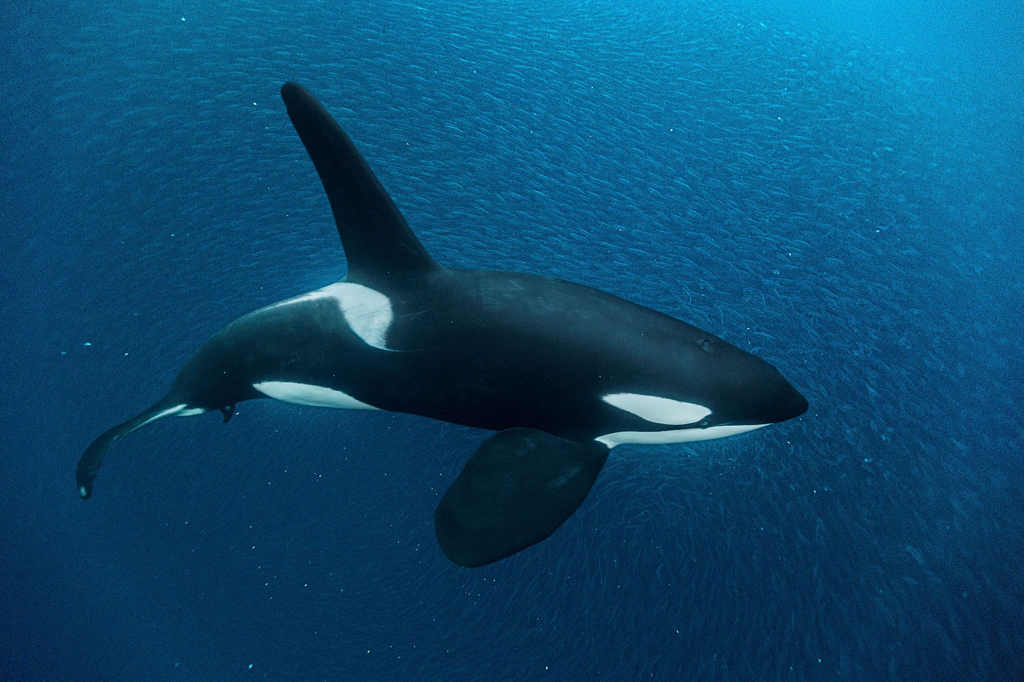 Orca Ice Wallpapers - Wallpaper Cave