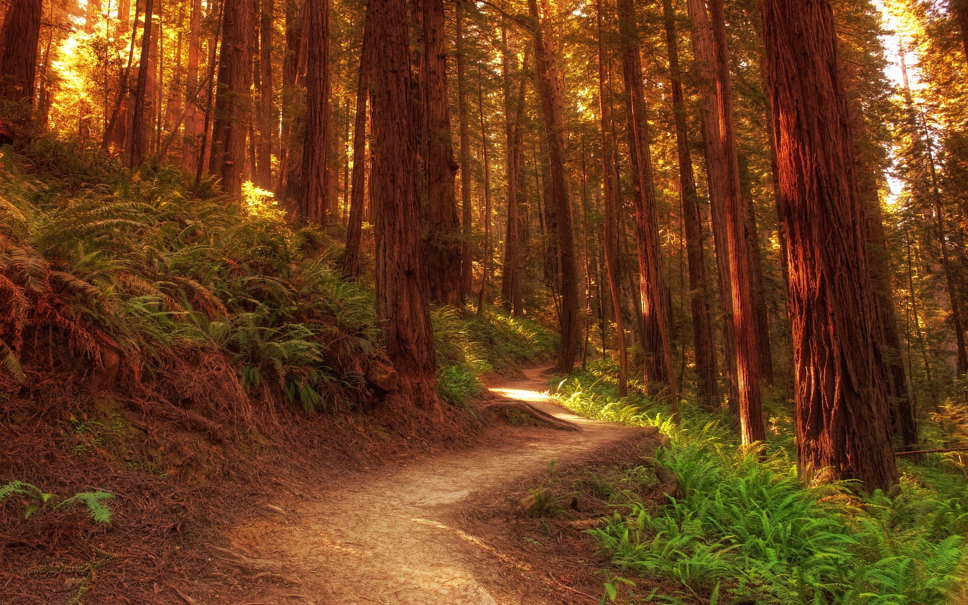 Redwood trees footpath -themes.com