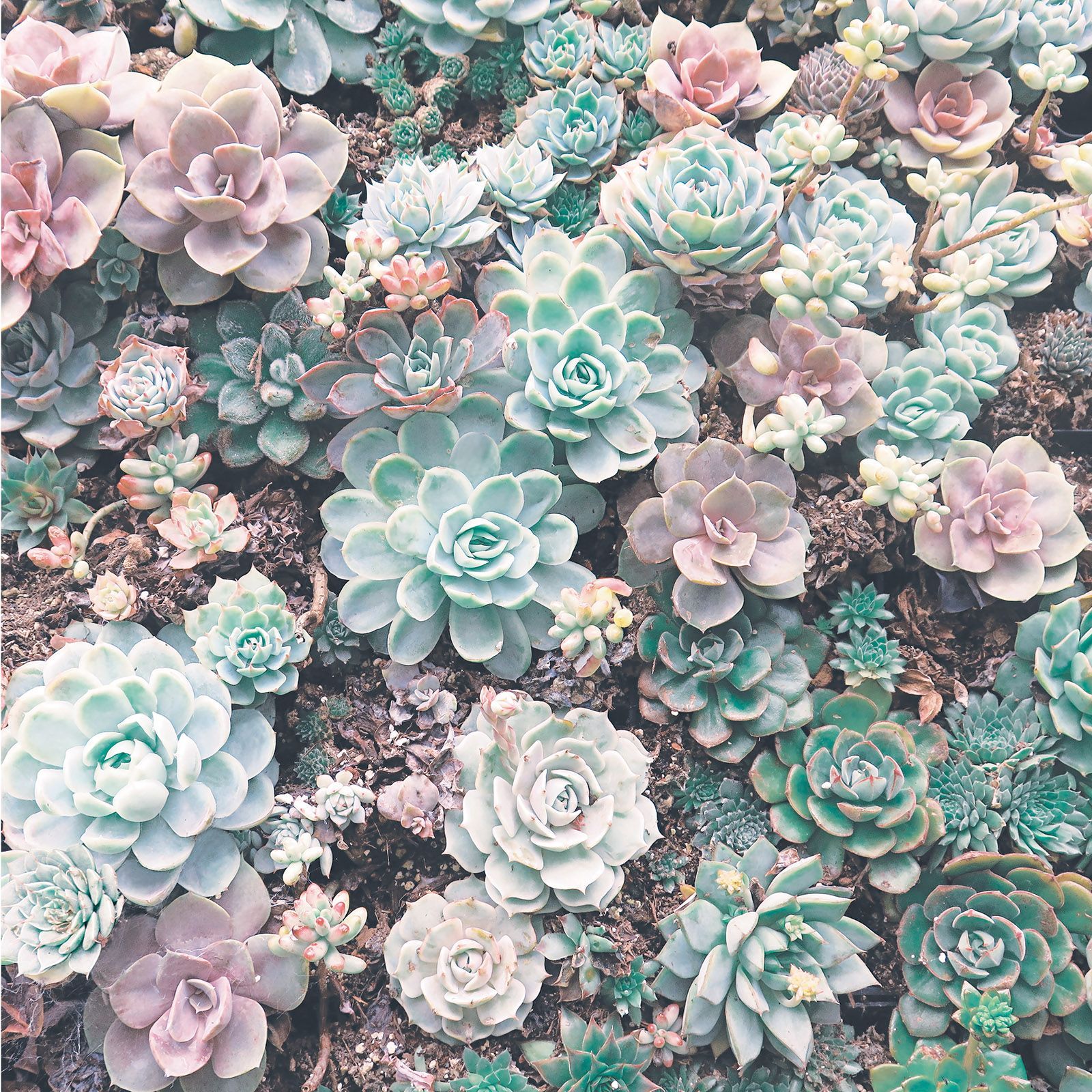 Succulent Aesthetic Wallpapers - Wallpaper Cave