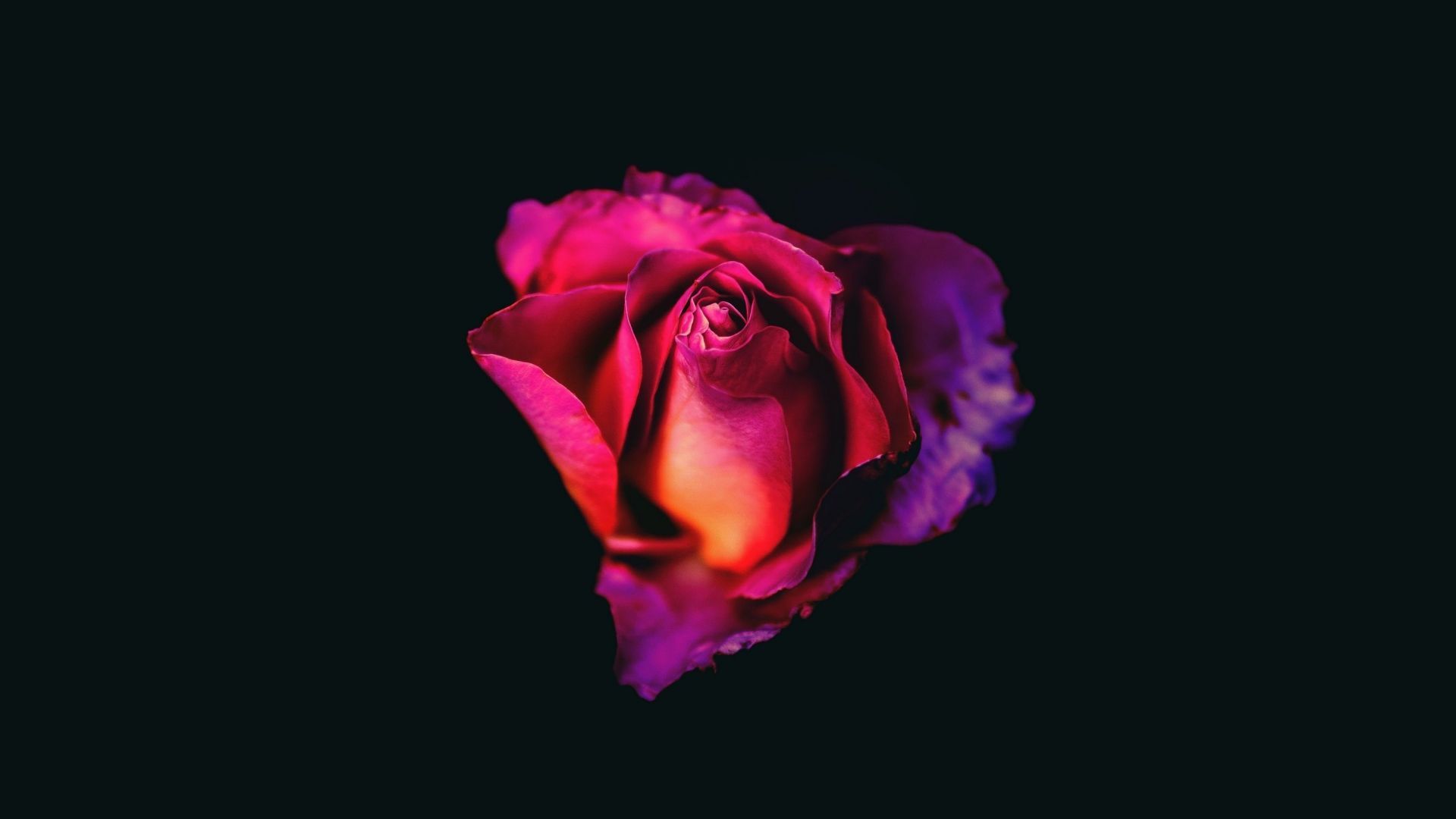 Desktop wallpaper rose, amoled, HD .wallpapermug.com