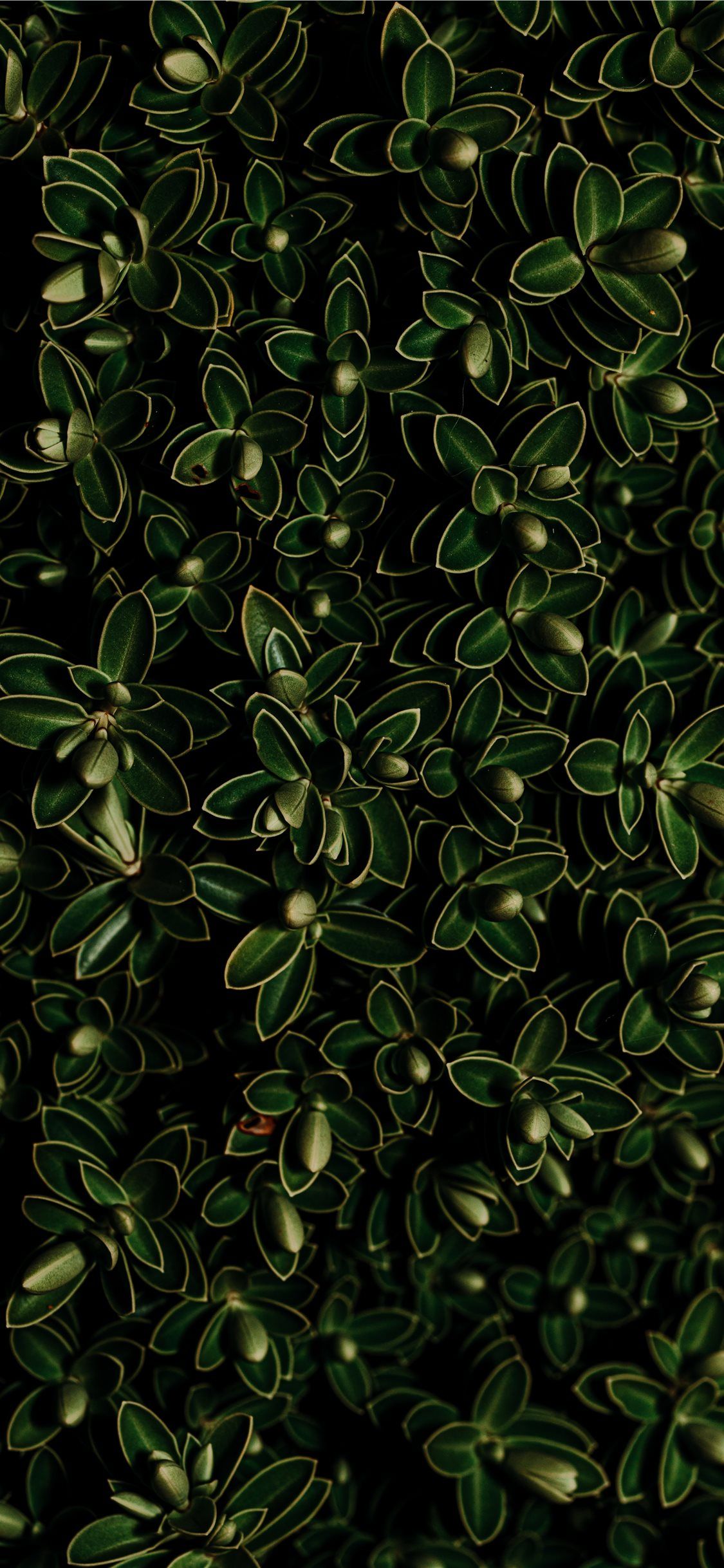 iPhone Aesthetic Wallpaper Green .itl.cat