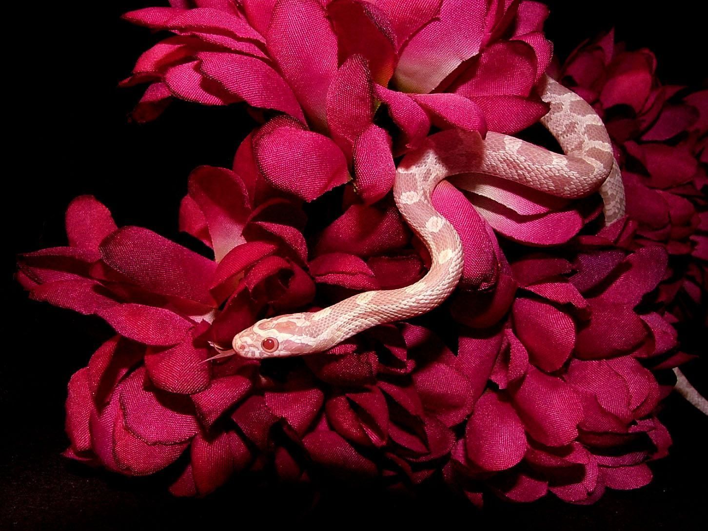 Pink Snake HD Wallpaper Free Pink Snake HD Background