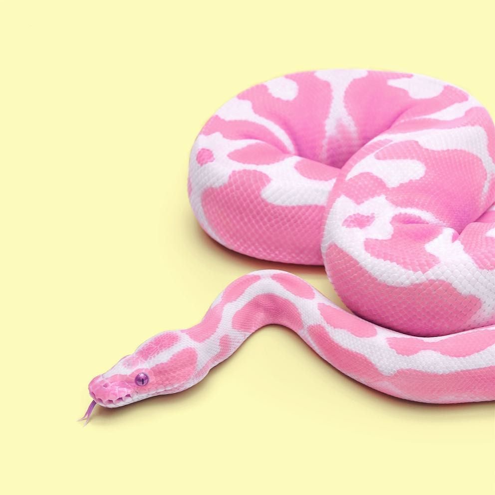 Pink Snake Wallpapers Wallpaper Cave