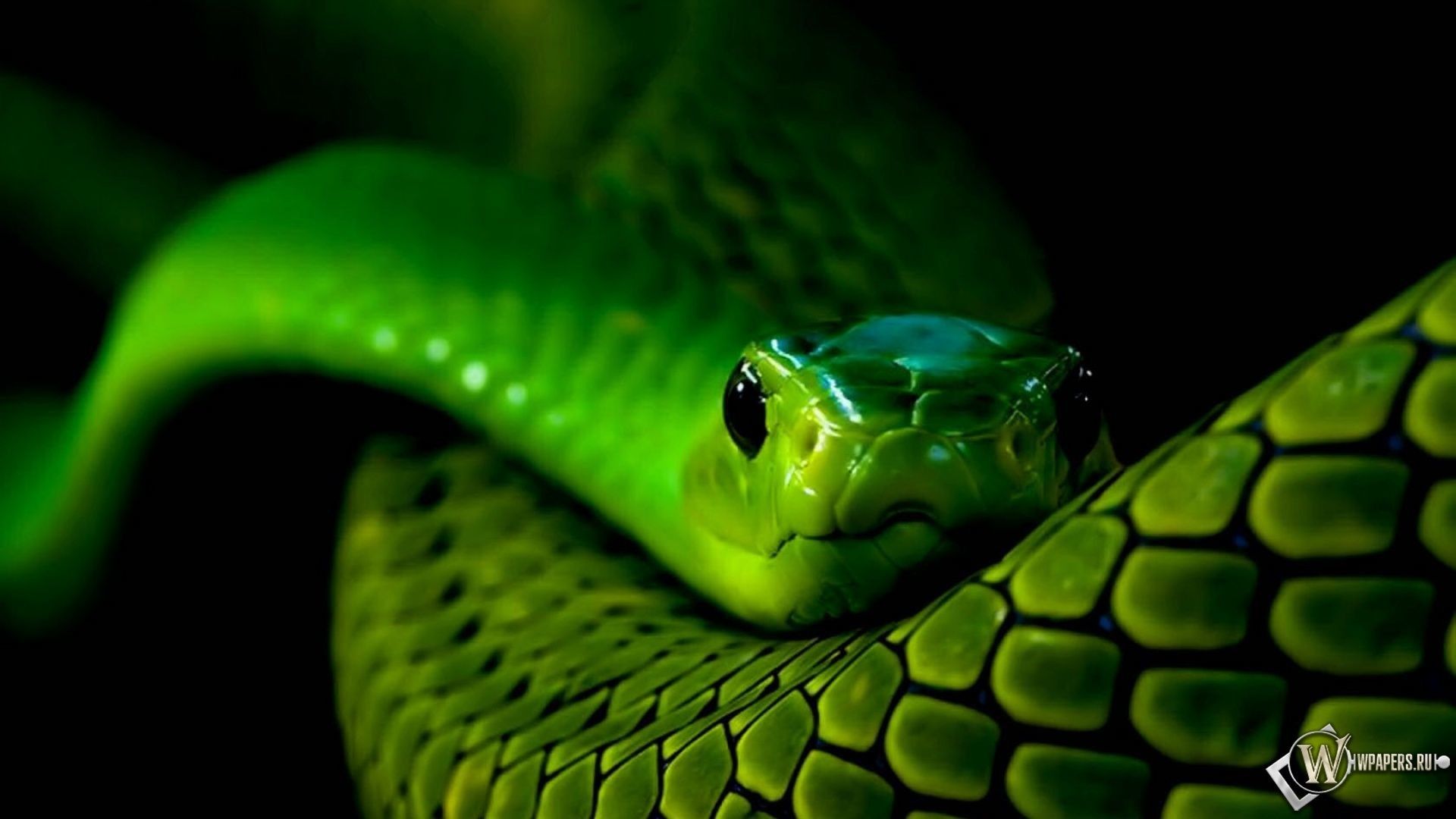 Neon Green Snake Wallpaperwalpaperlist.com