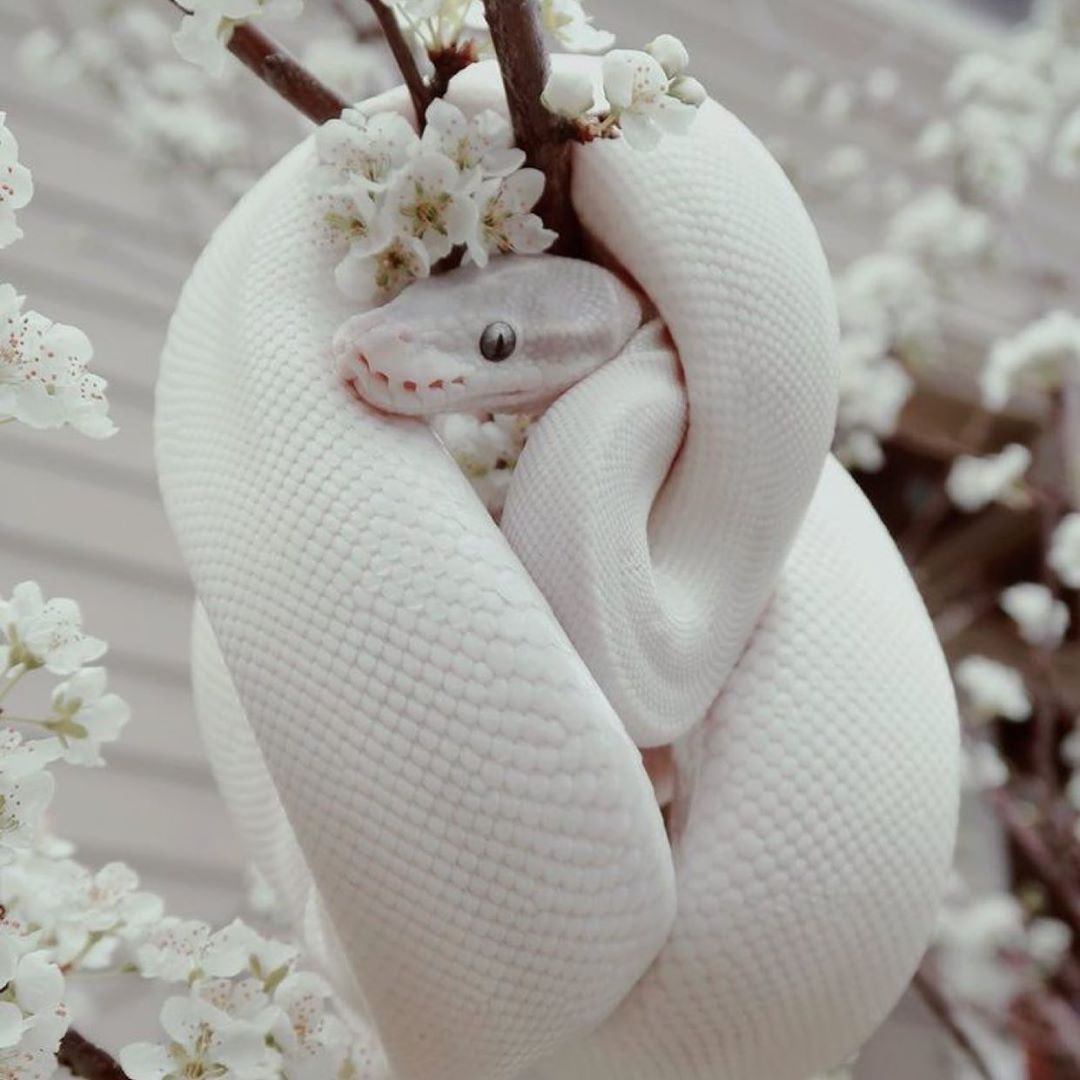 Cute Snake Wallpaper