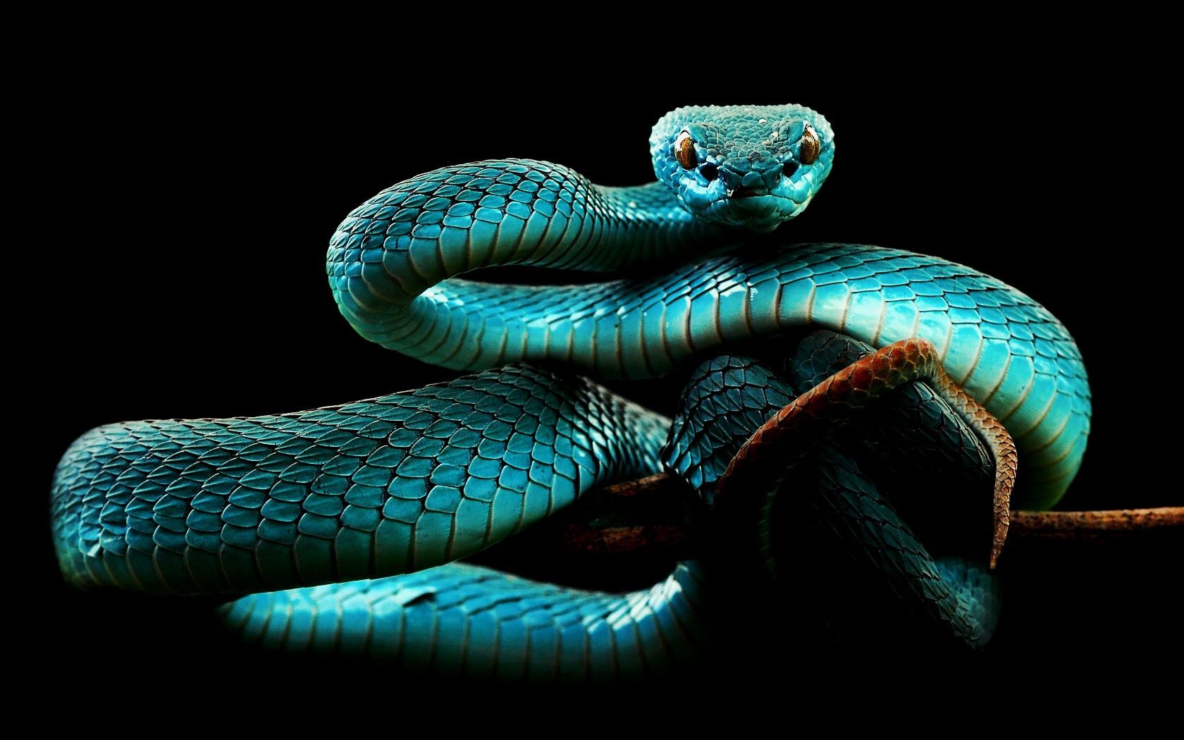 Cute Blue Snake.