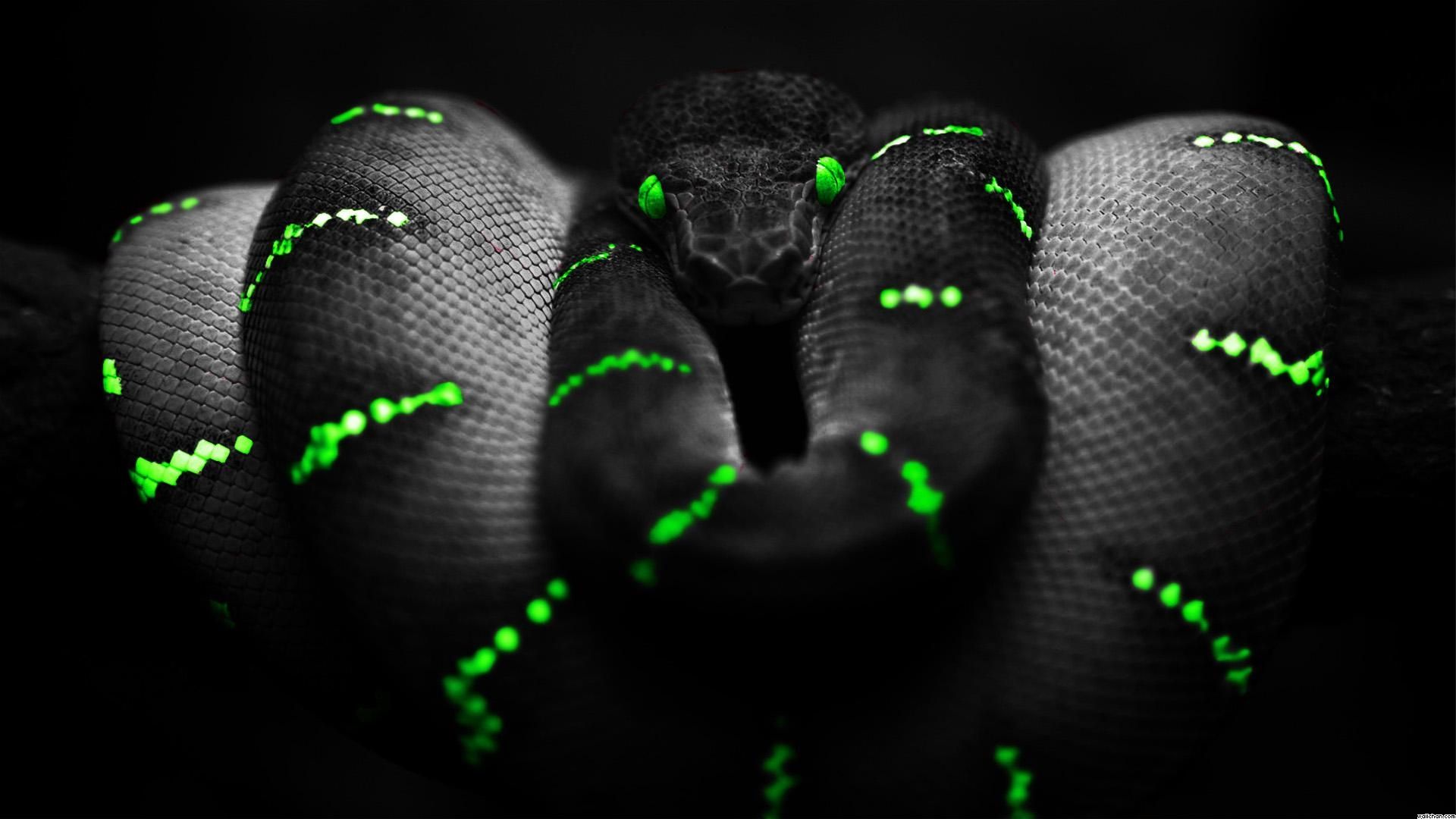 Black Snake Background Wallpaper -themes.com