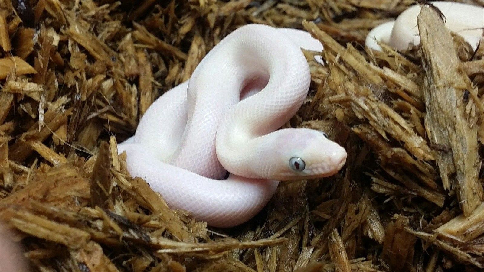 Pretty White Snake Baby Wallpaper. HD .hdnicewallpaper.com