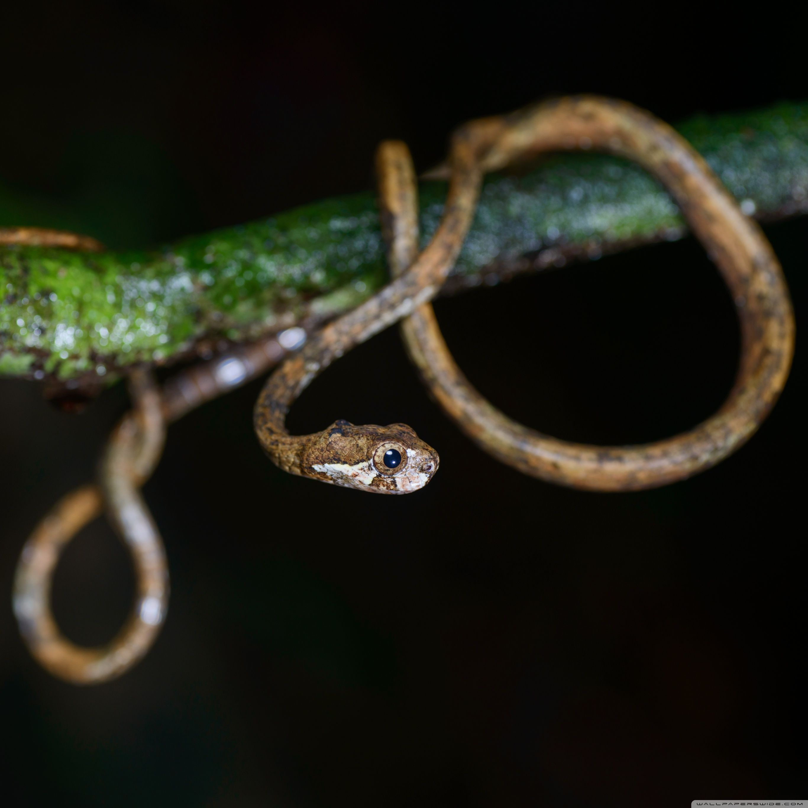 Cute Snake, Aplopeltura Boa, Tree .wallpaperwide.com