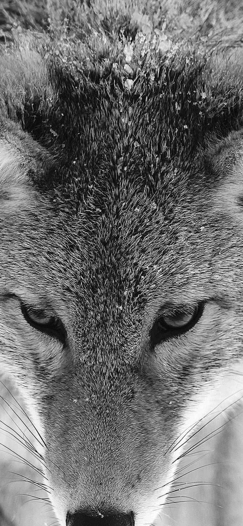 IPhone XS Max Wallpaper Wolf .wolf Wallpaper.pro