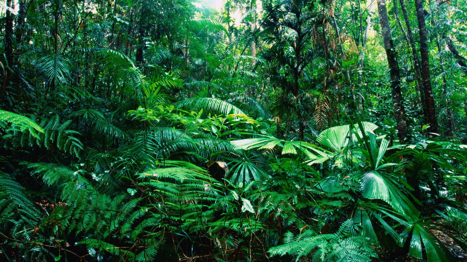 Green Jungle Trees Plants HD #nature .com