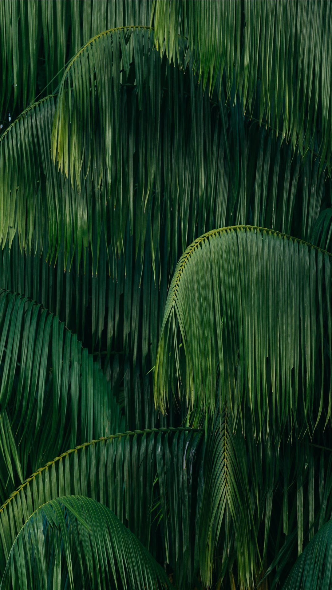 palm leaves Wallpaper. Jungle .com