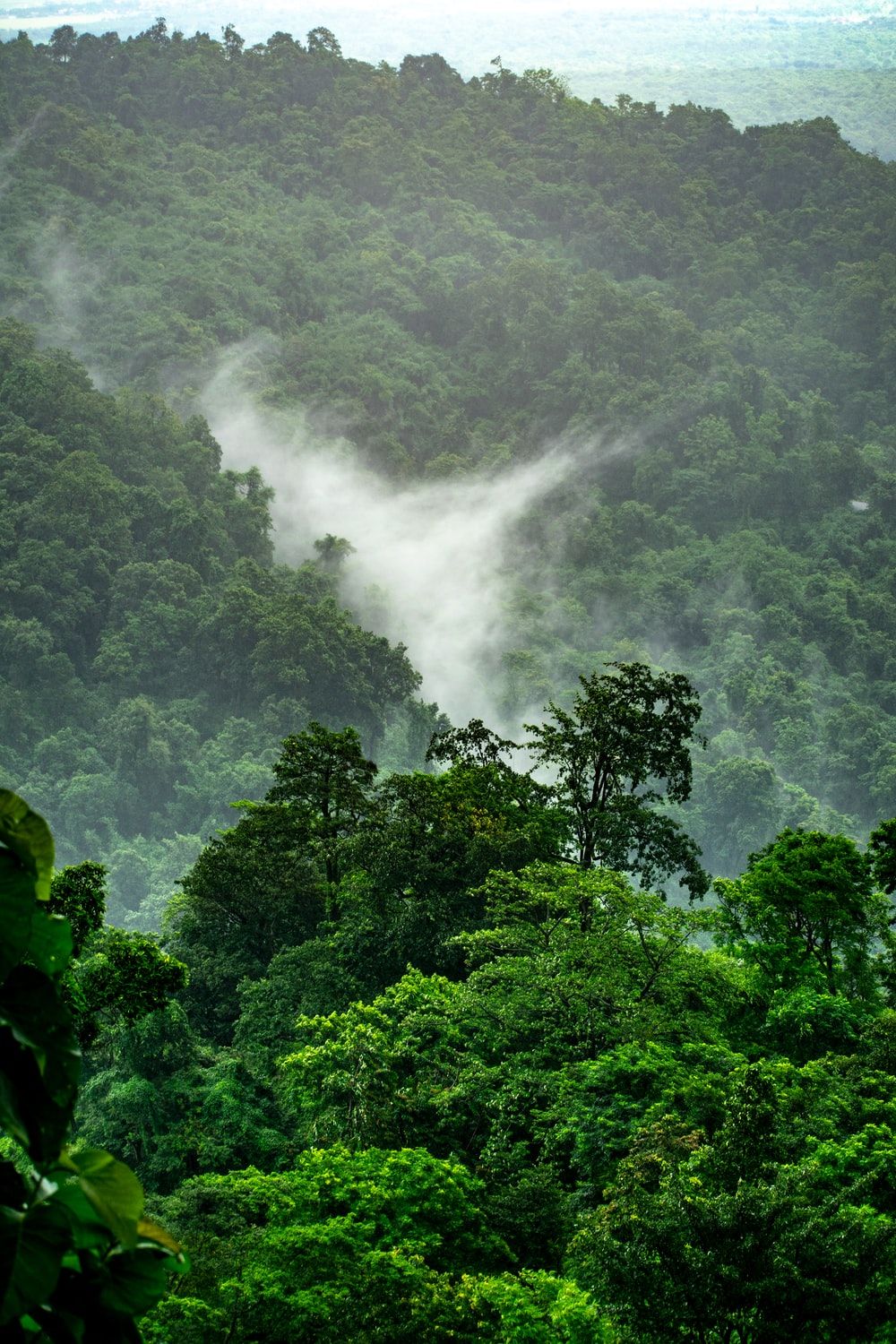 Stunning Rainforest Picture HD .com