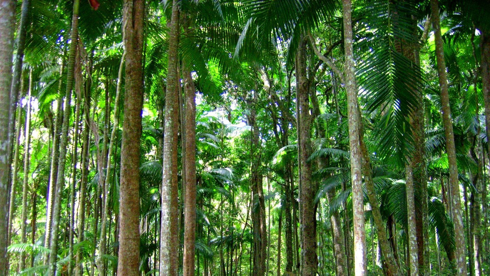Tropical Rainforest Trees Trunks .itl.cat