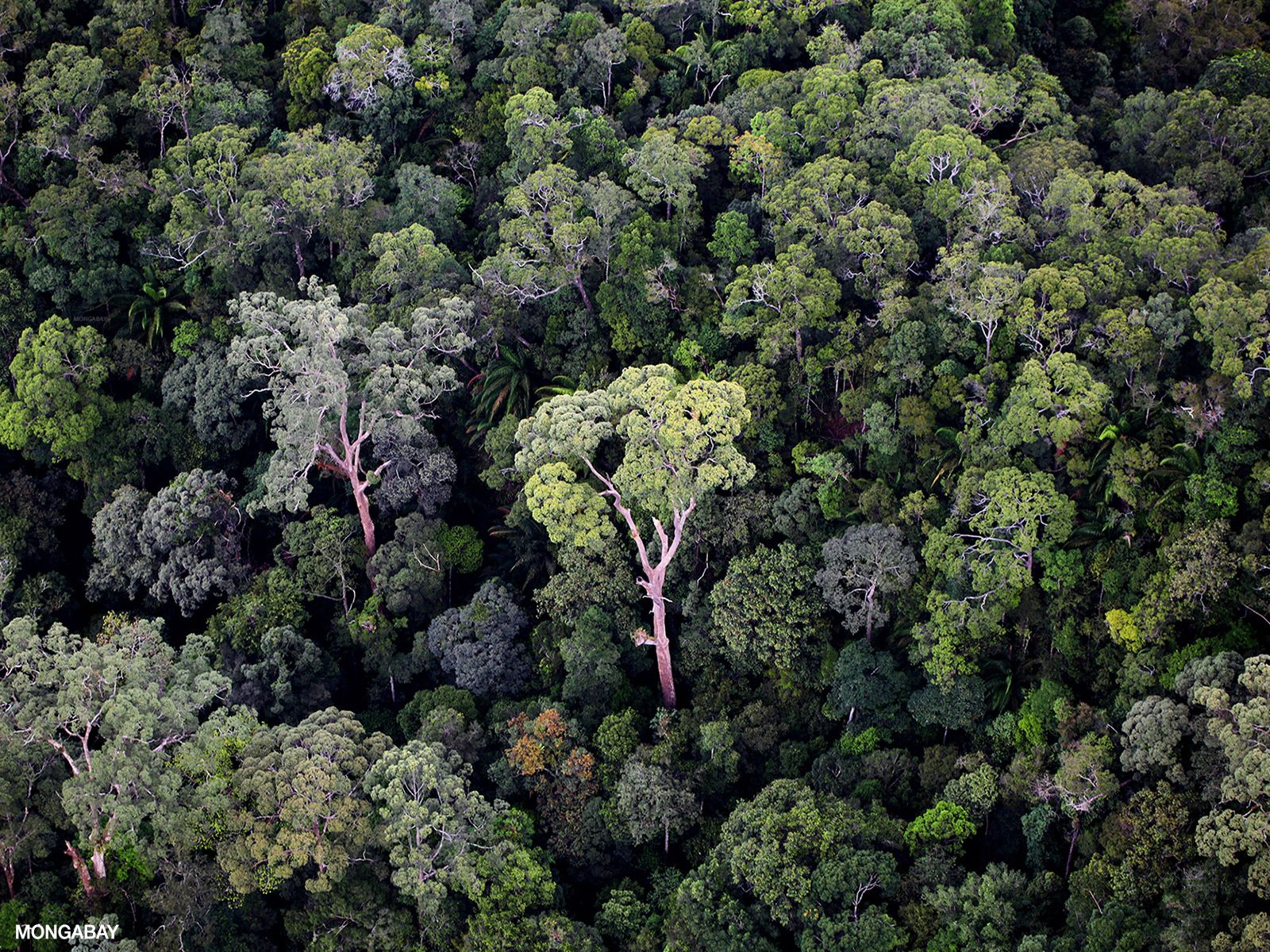 The Rainforest: tropical forest facts .rainforests.mongabay.com