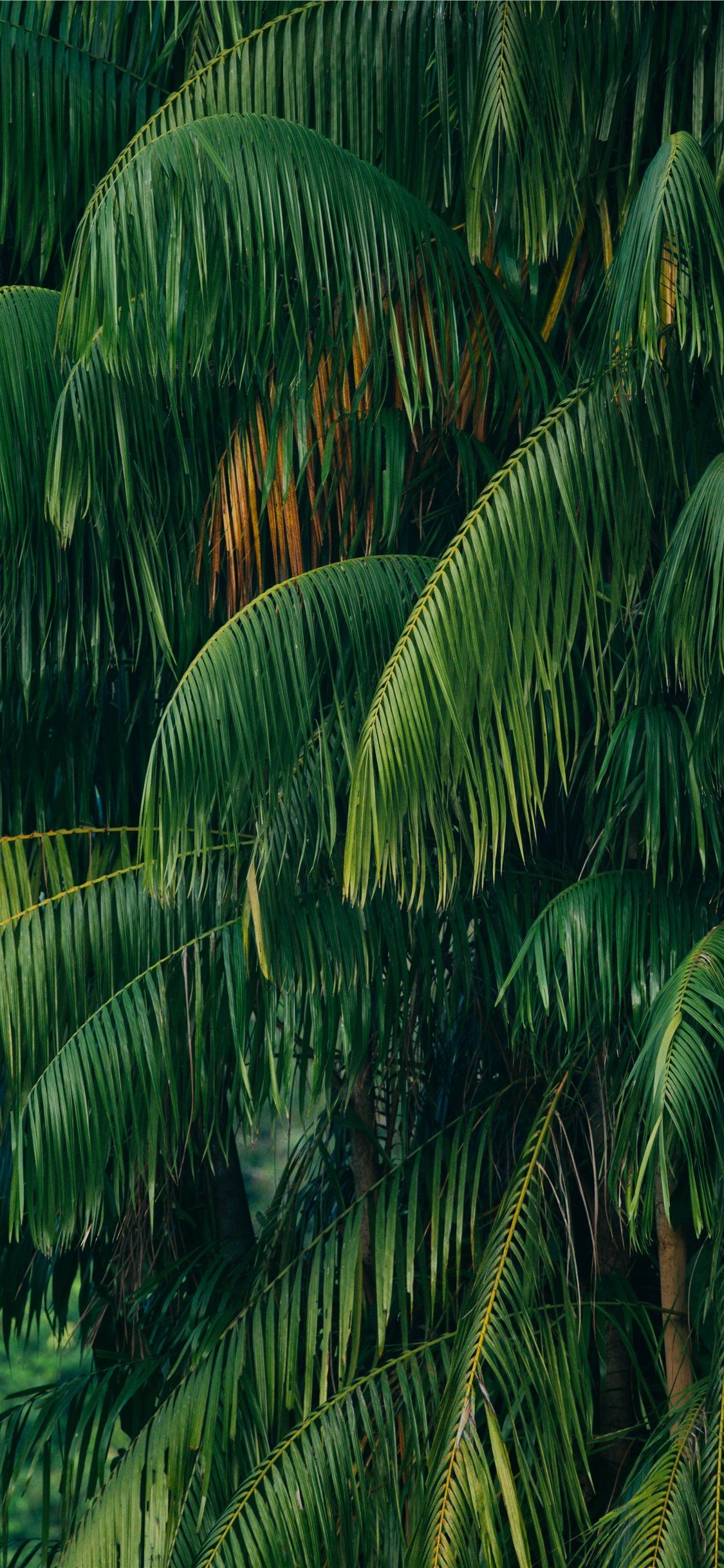 Jungle Plants Wallpaper .kolpaper.com