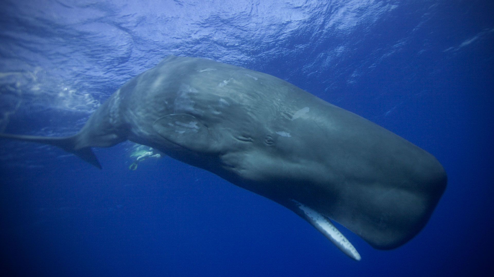 Sperm Whale. Disney Animals Wikidisney Animals.fandom.com
