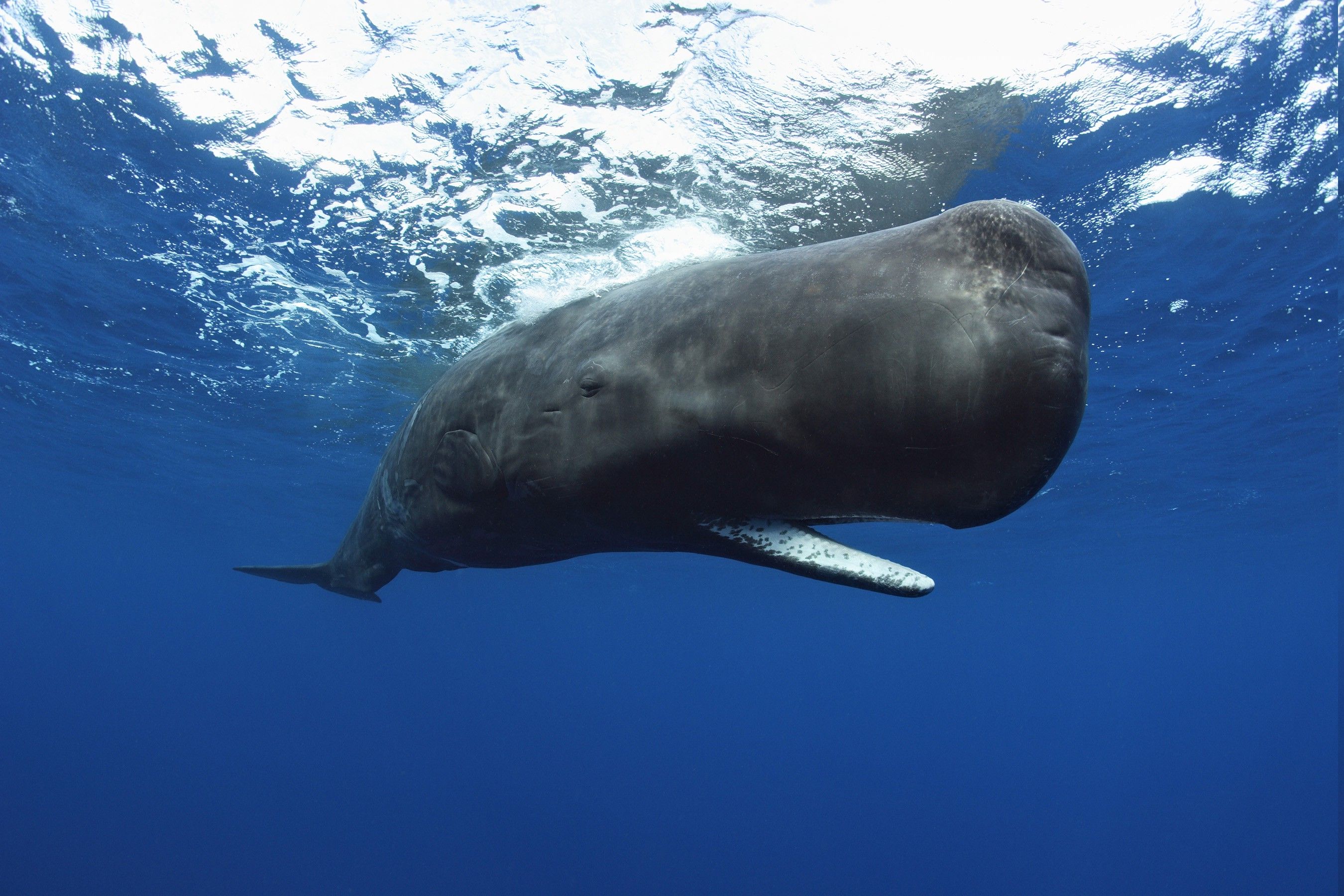 animals, Underwater, Whale, Sperm Whale .wallup.net
