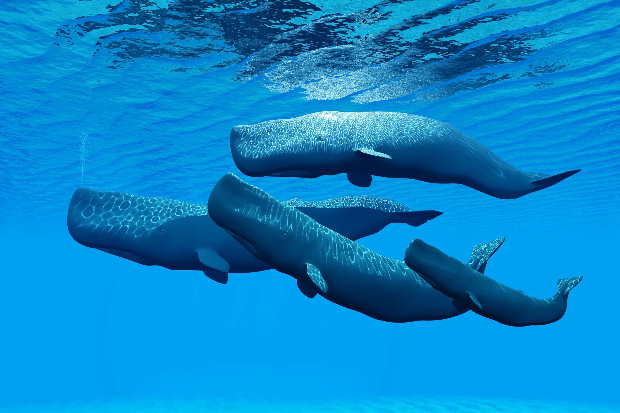 Using Sperm Whales .newsweek.com