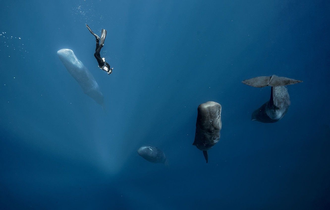ocean, the diver, kit, sperm whale .goodfon.com