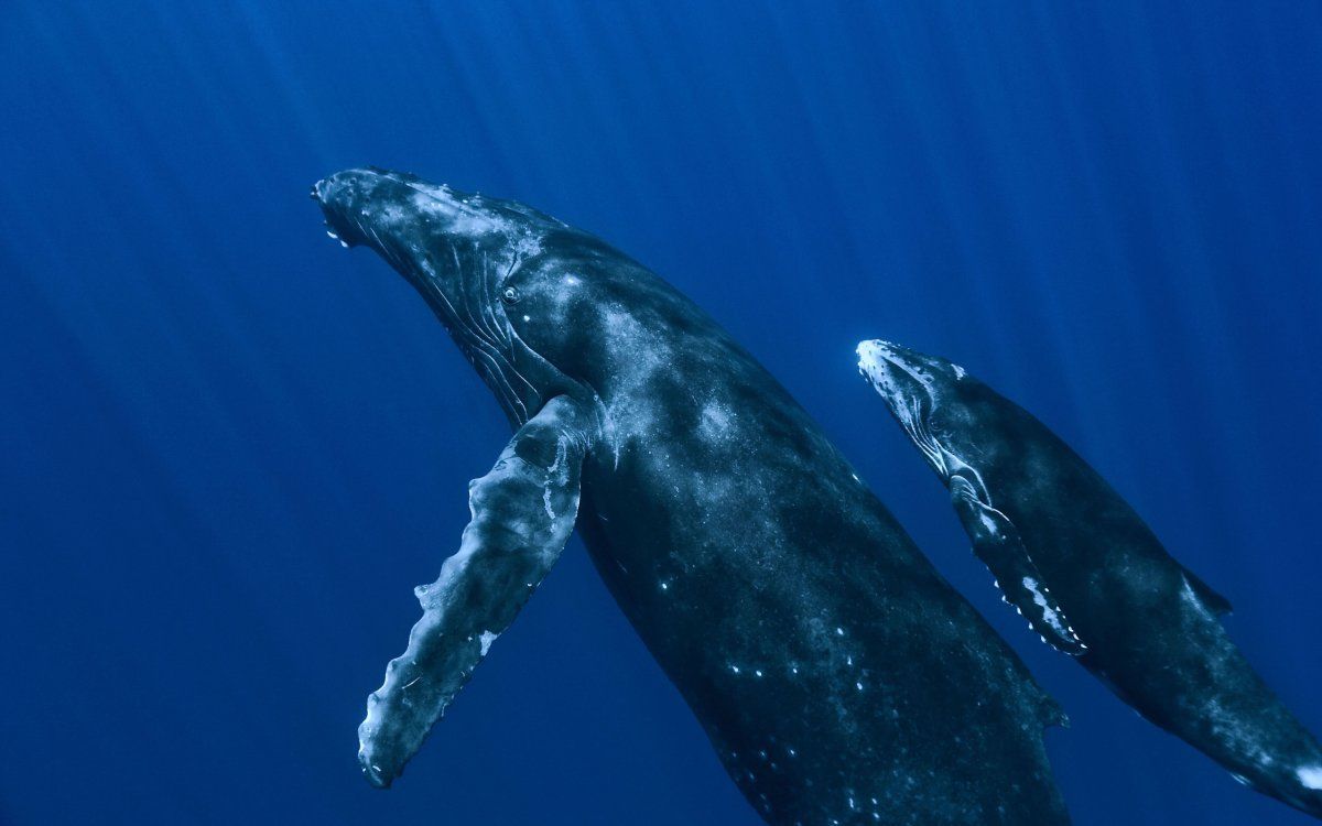 Free download Sperm Whales Wallpaper HD .wallpaperafari.com