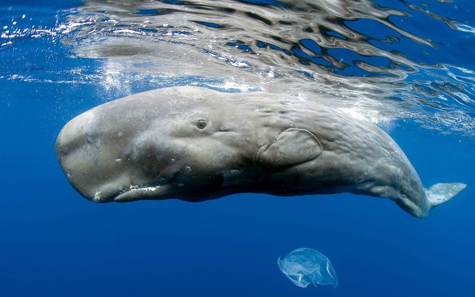 huge sperm whale just beneath .wallpaperafari.com