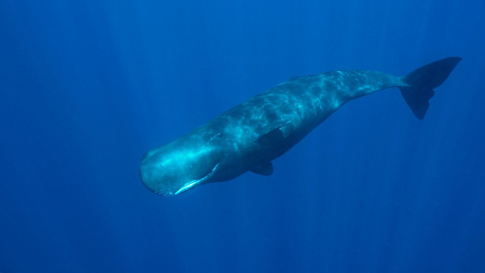 Sperm Whale. Facts, Picture & More .oceanwide Expeditions.com