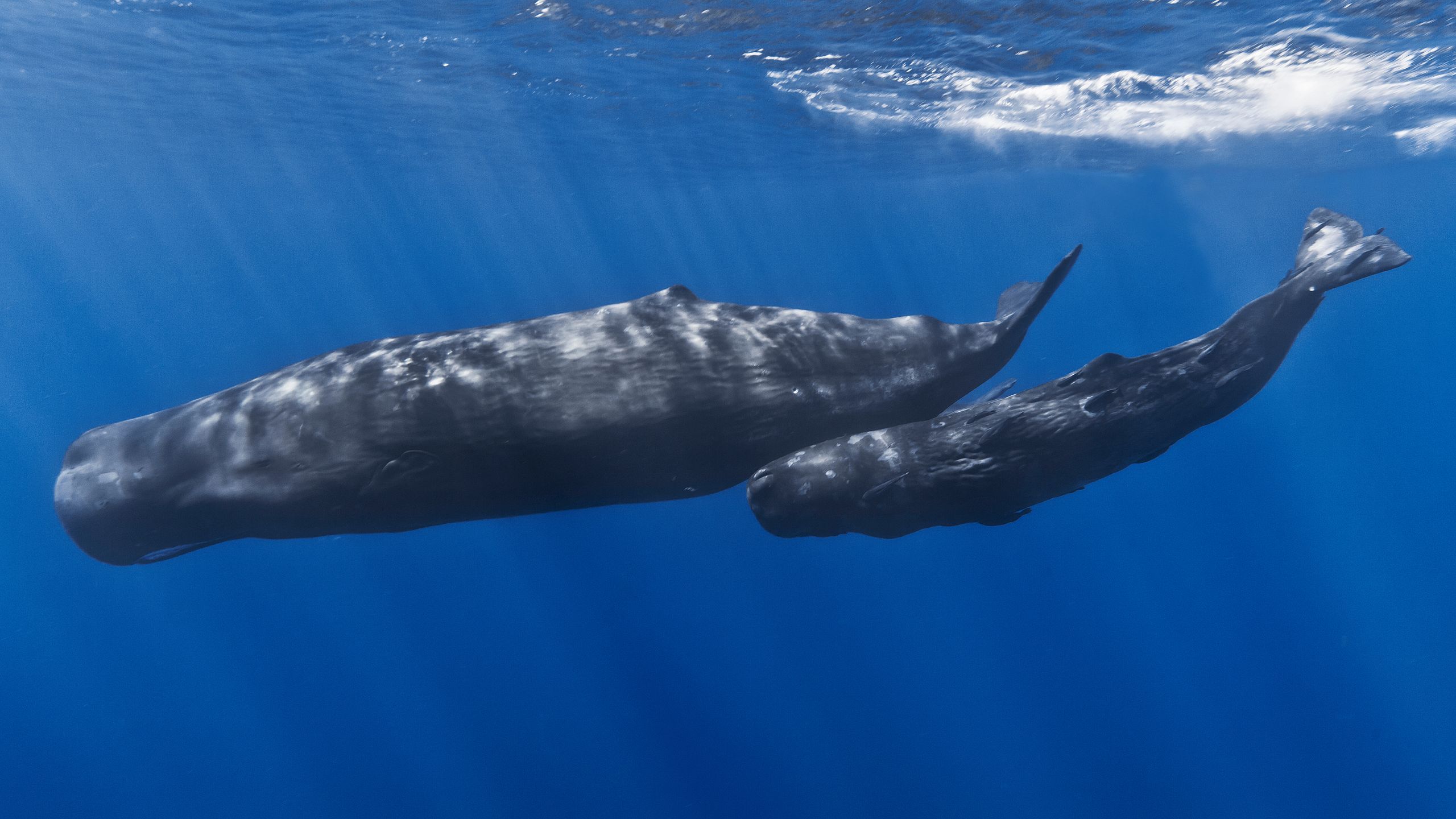Sperm Whale. Wild Kratts Wikiwildkratts.fandom.com