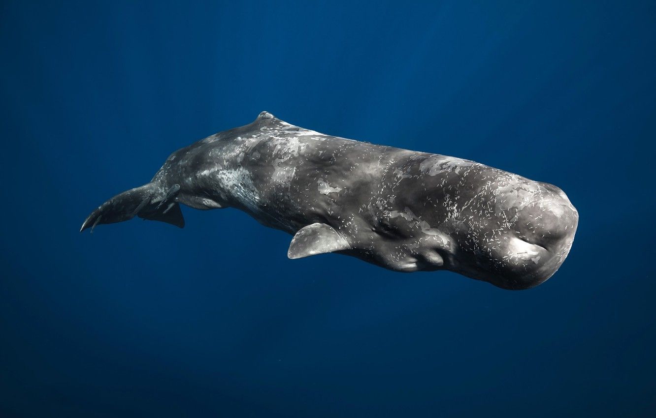 Wallpaper mammal, Sperm whale, goodfon.com